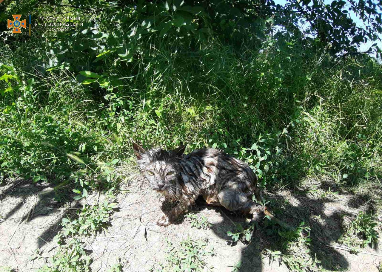 Кошеня врятували з криниці на Кіровоградщині (ФОТО)