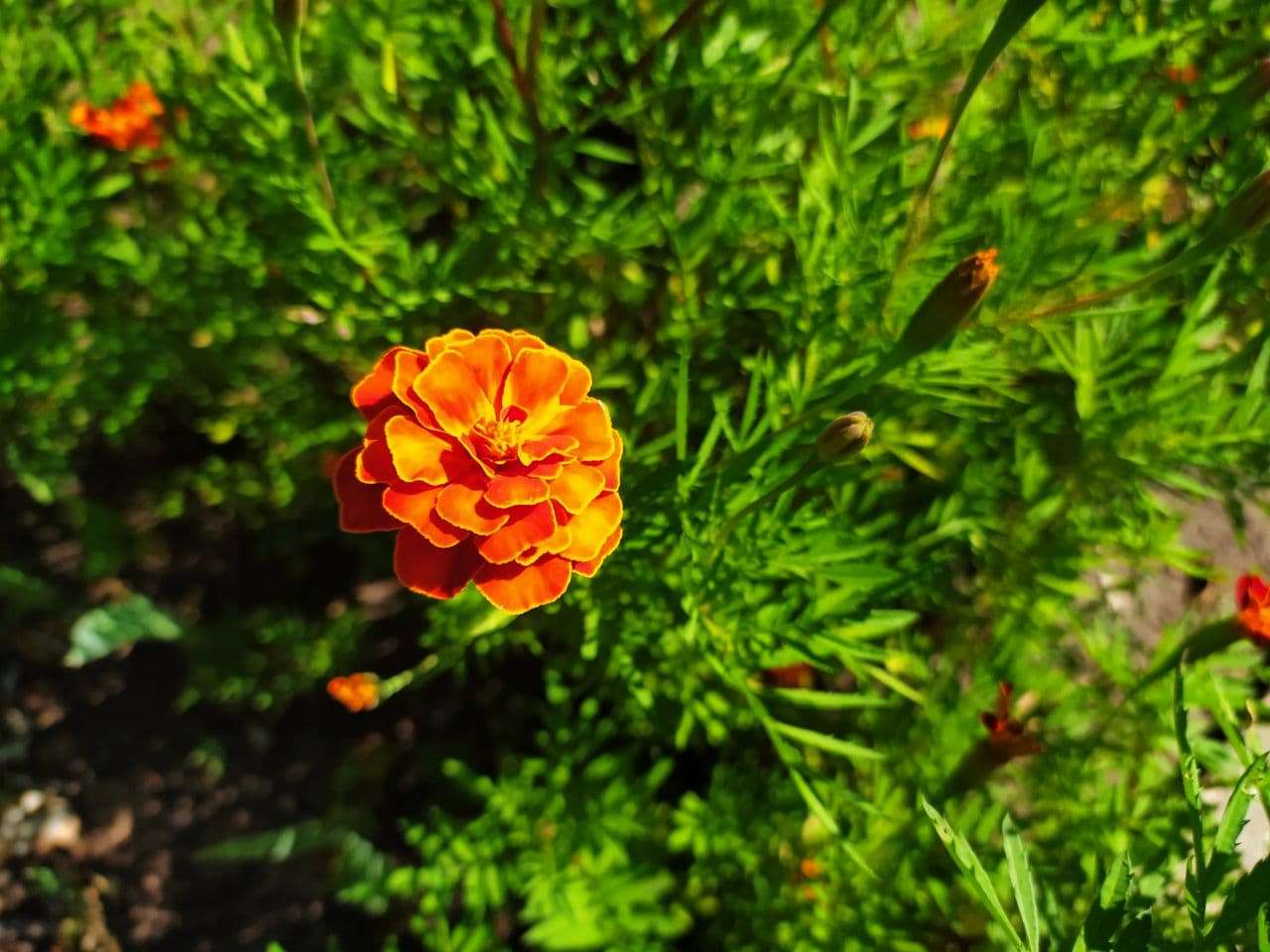 Спекотний Кропивницький потопає в квітковому різнобарв’ї (ФОТО)