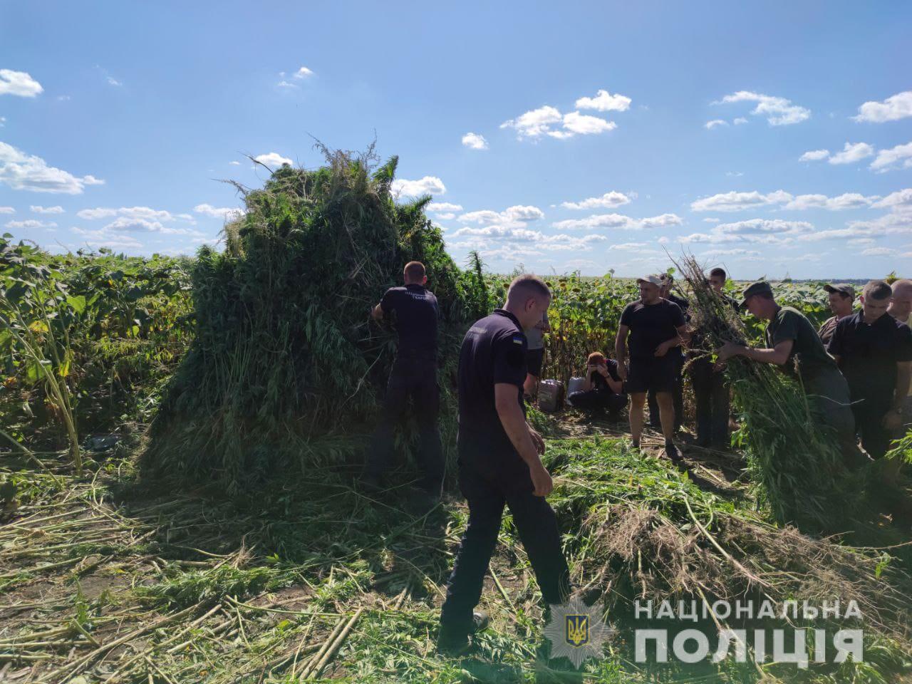 На Кіровоградщині правоохоронці знищили плантацію коноплі вартістю 20 мільйонів гривень