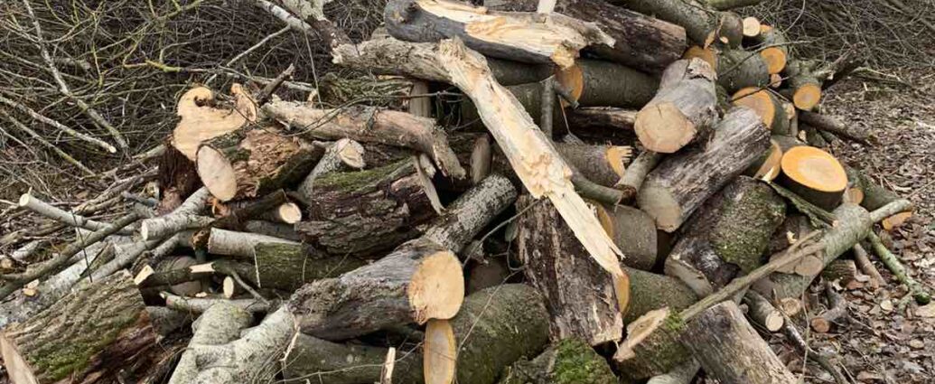 Житель Кіровоградщини попався на порубці дерев