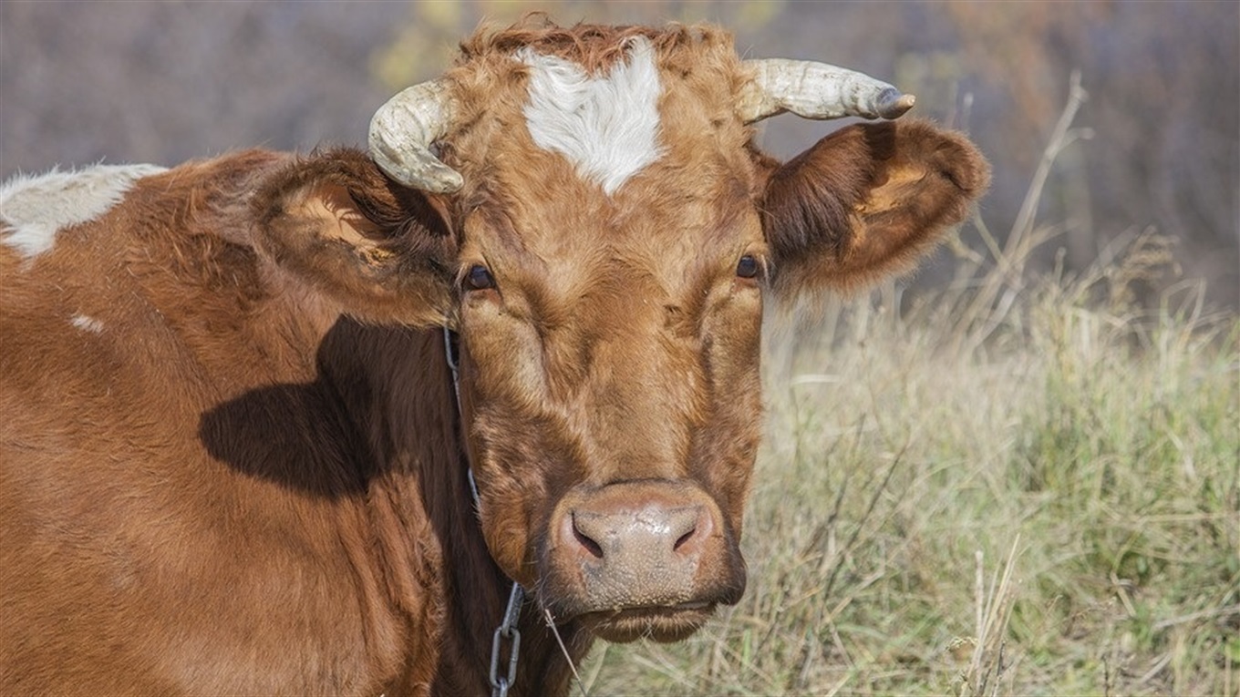 У корови на Кiровоградщинi виявили сказ