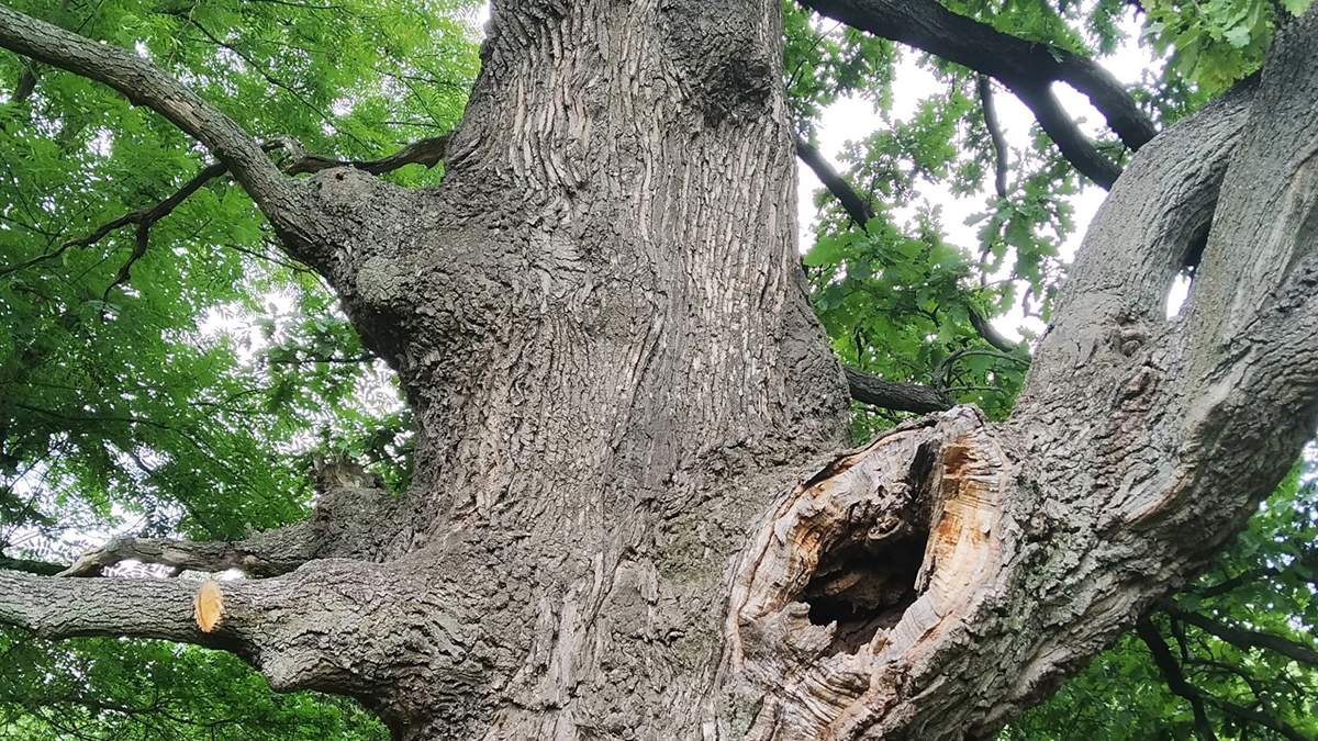 У Голованівському районі невідомі знищили здорові дуби