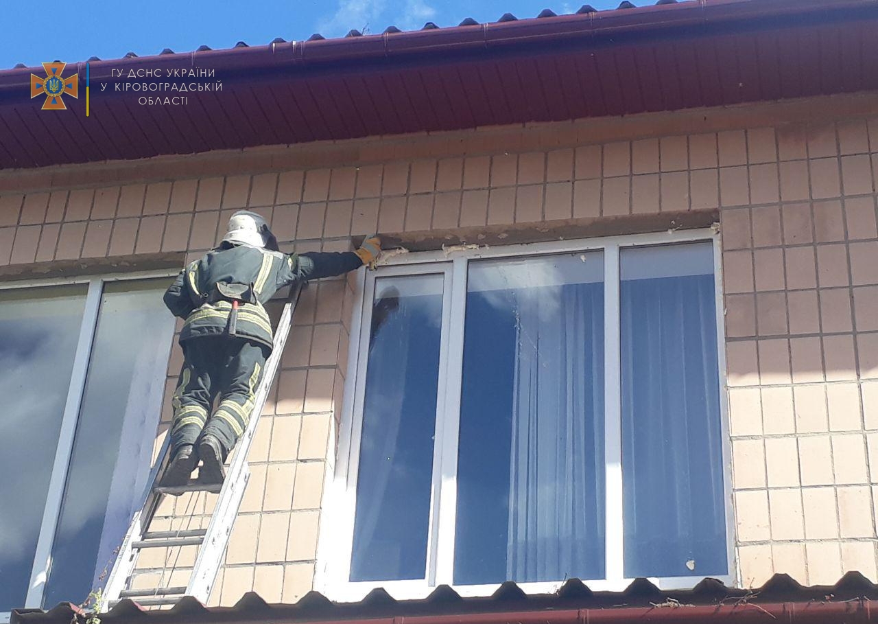 У дитячому садочку на Кіровоградщині оселилося осине гніздо