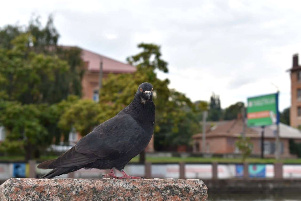 Осінь поступово захоплює Кропивницький (ФОТО)