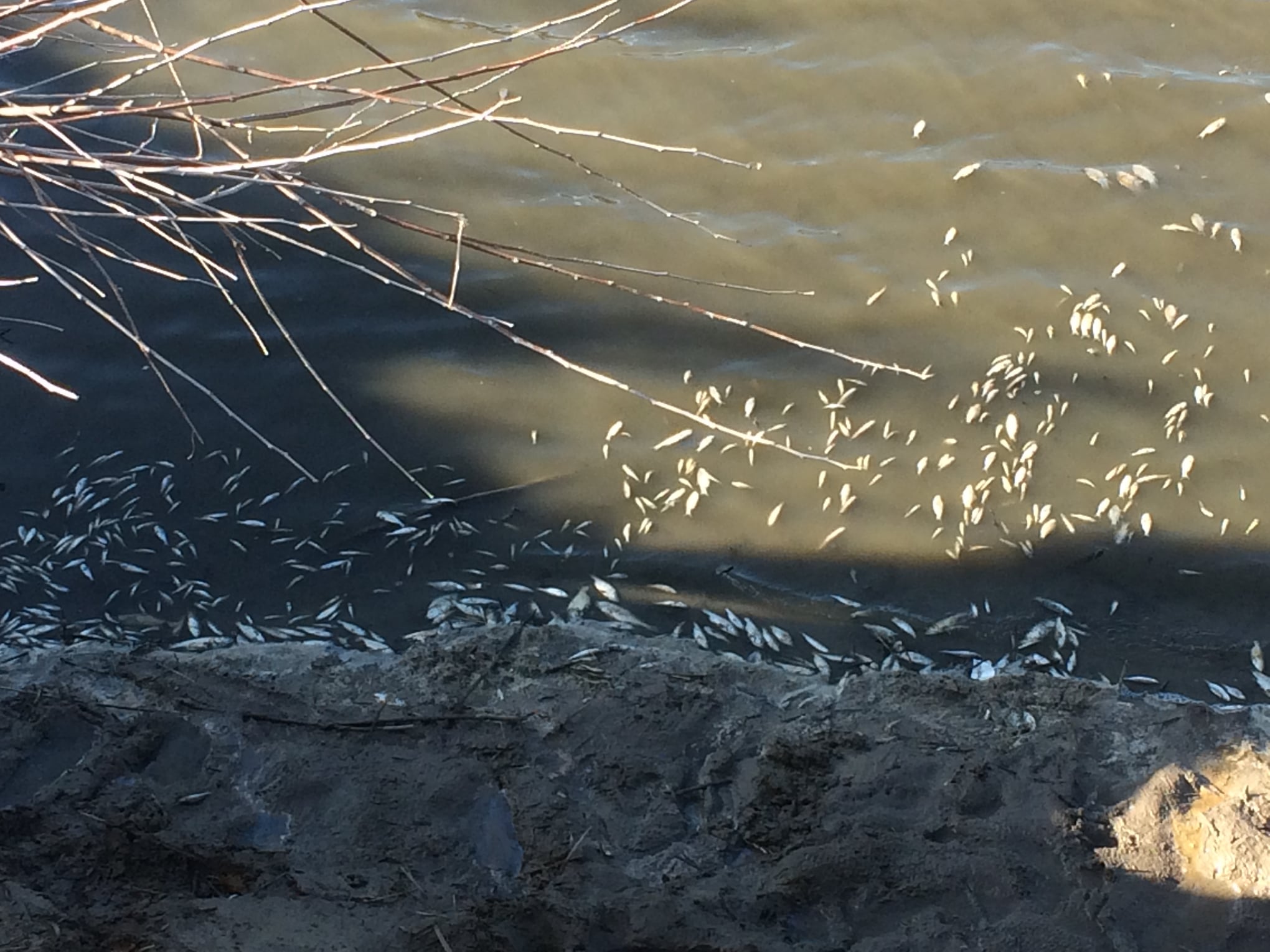 У Кропивницькому районі порушник наловив риби на півмільйона гривень