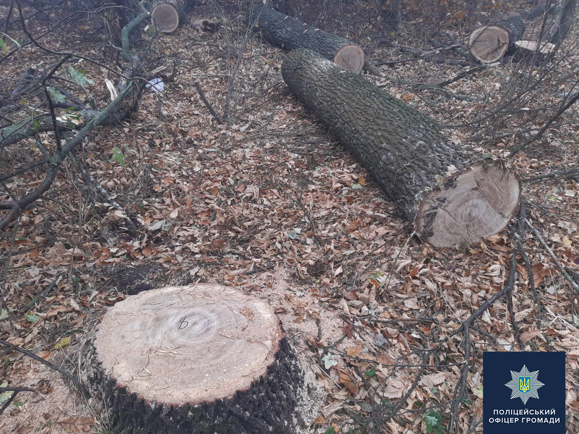 На Кіровоградщині чорні лісоруби “попалися на гарячому” (ФОТО)