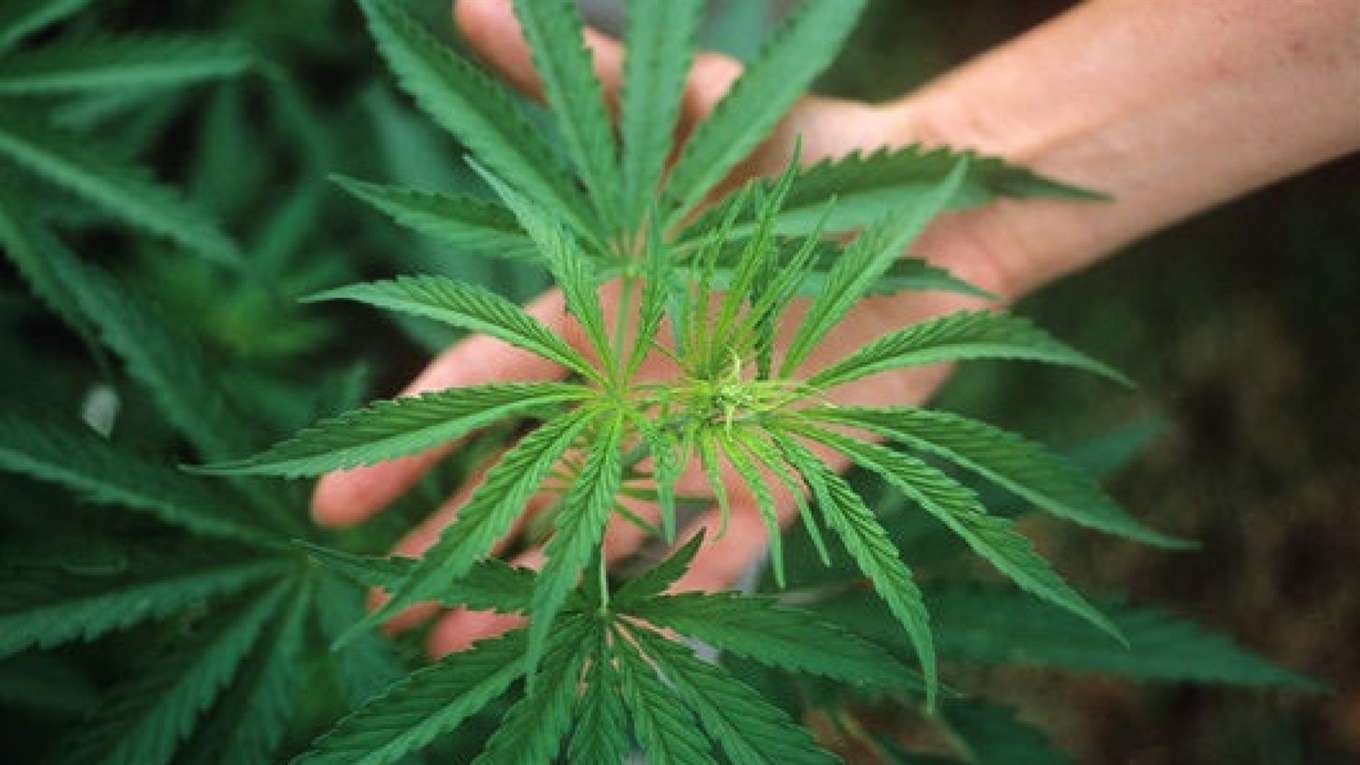 У Кропивницькому вантажник металобази вирощував на городі коноплі