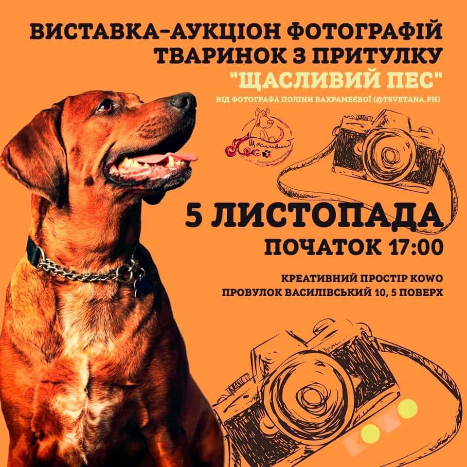 У Кропивницькому пройде виставка-аукціон фотографій безпритульних тварин