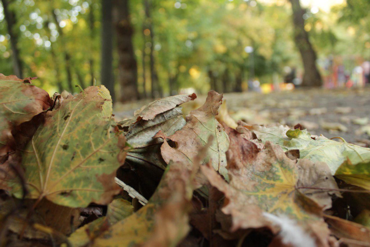 Комунальники Кропивницького вивозять листя, але роботи ще вистачає