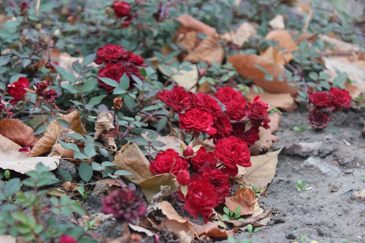 На Кіровоградщині очікується зниження температури
