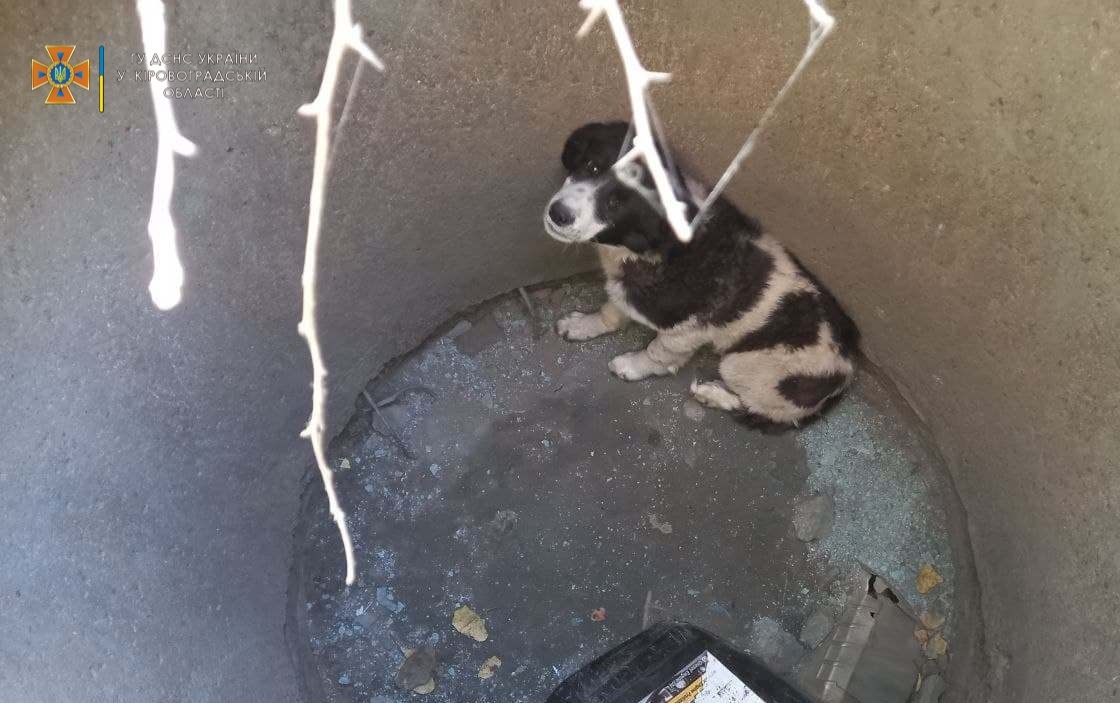 Хвостатик впав у бетонну яму в Кропивницькому (ФОТО)