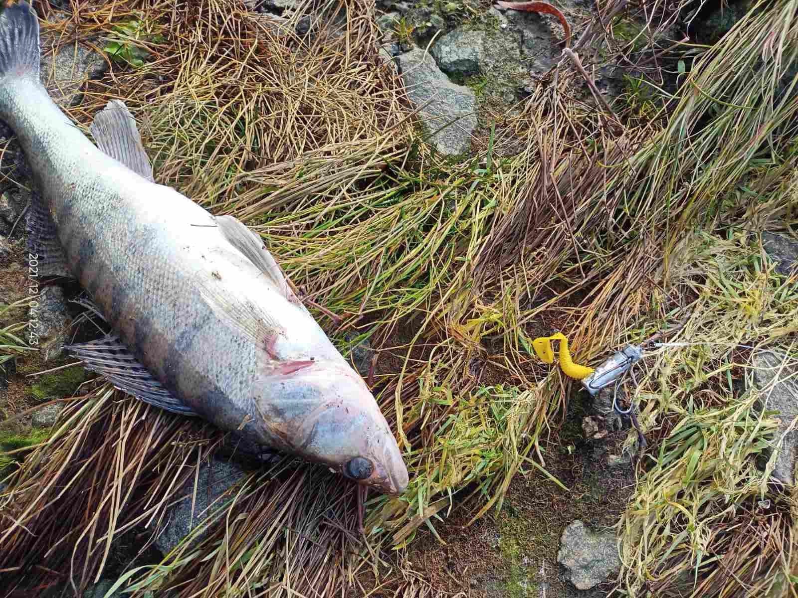 Рибалці з Кіровоградщини одна рибка обійшлася в понад 3 тисячі гривень