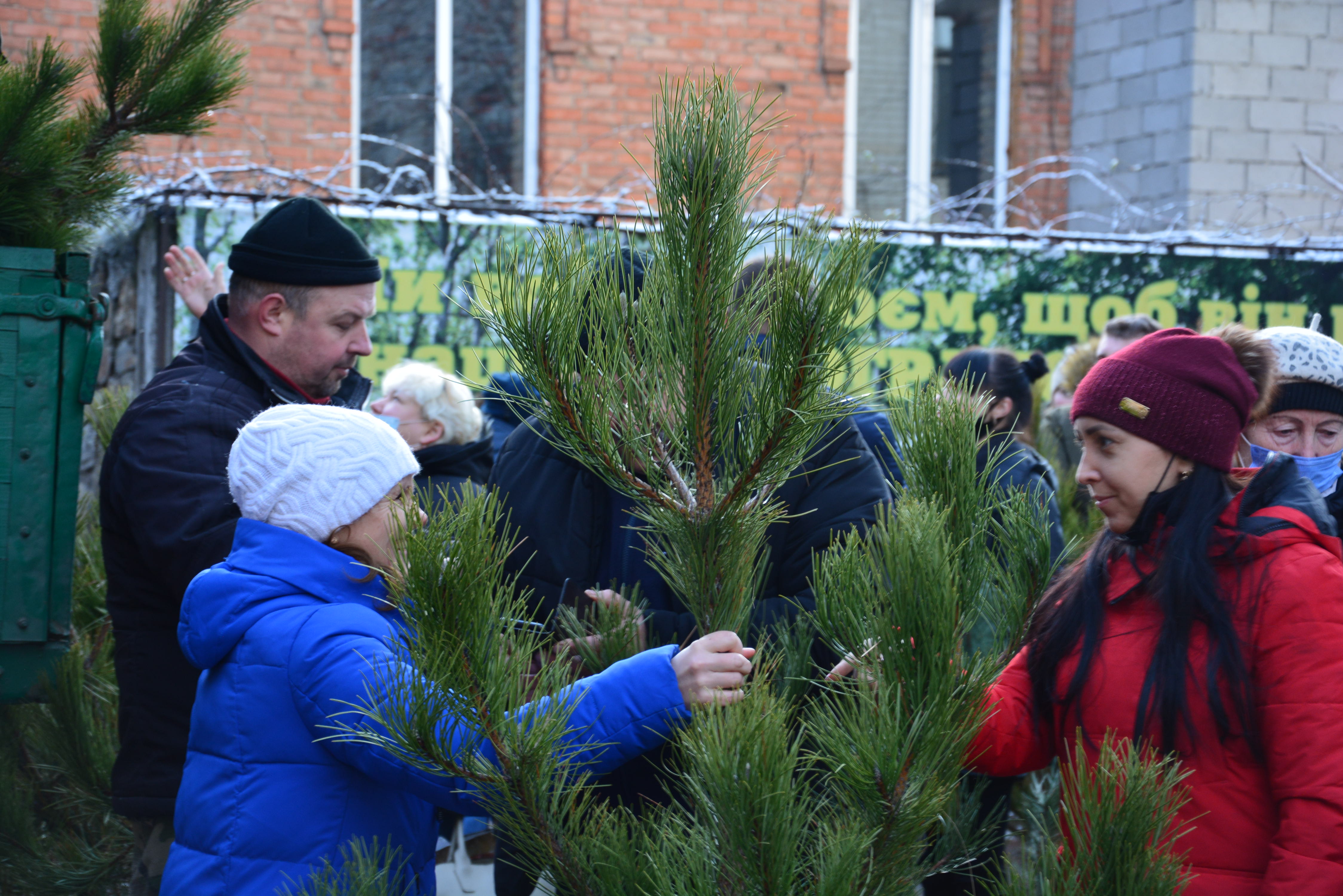 У Кропивницькому триває ярмарок новорічних красунь (ФОТО)