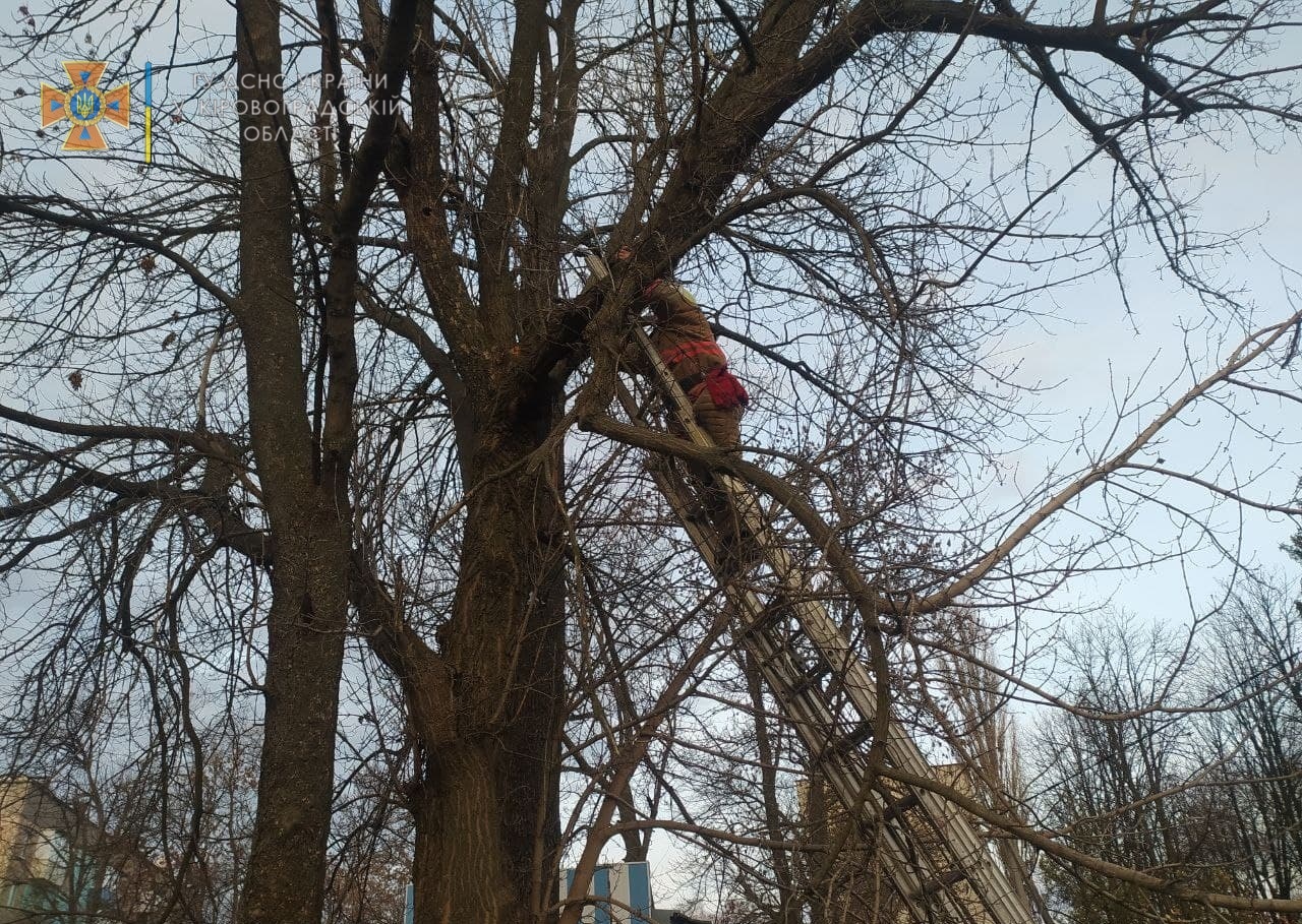 На Кіровоградщині рятувальники зняли кошеня з дерева (ФОТО)