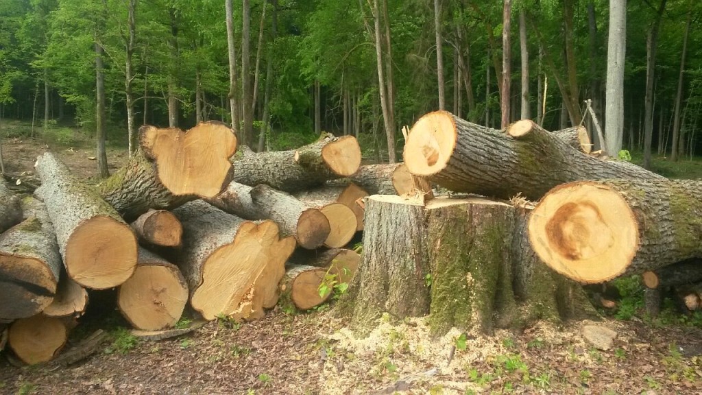 На Кіровоградщині невідомі зрубали біля залізничного переїзду 8 дерев