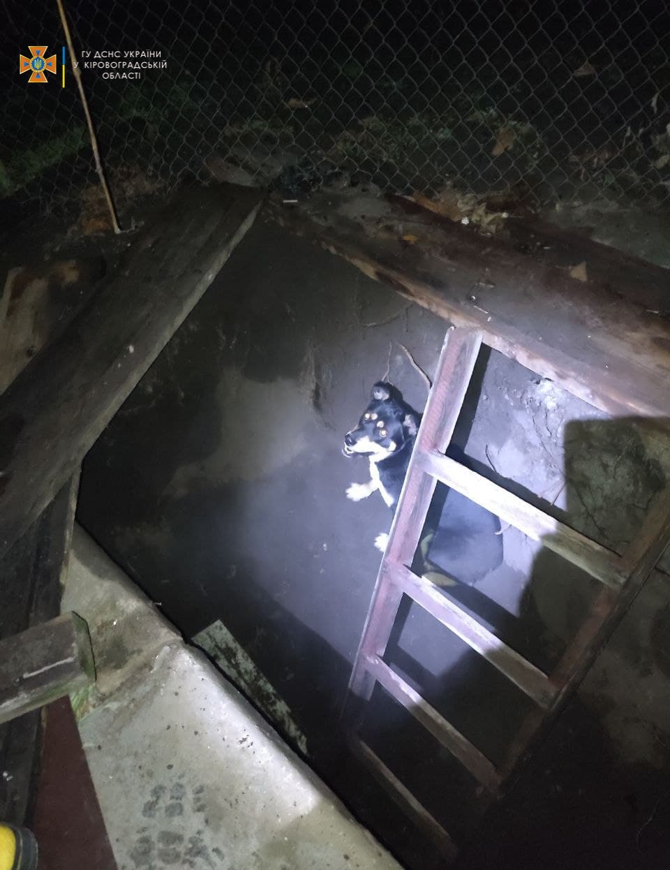 У Кропивницькому песик впав до глибокої ями