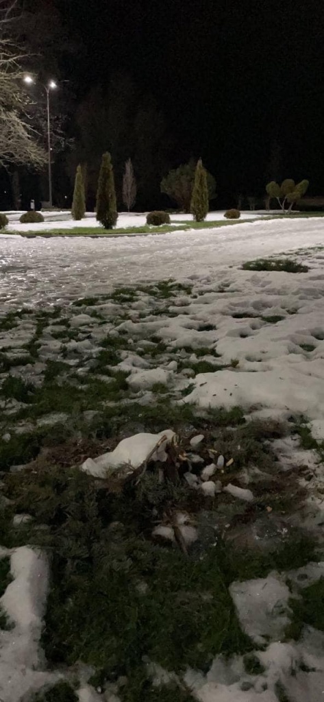 На Кіровоградщині впіймали викрадачів ялинок (ФОТО)