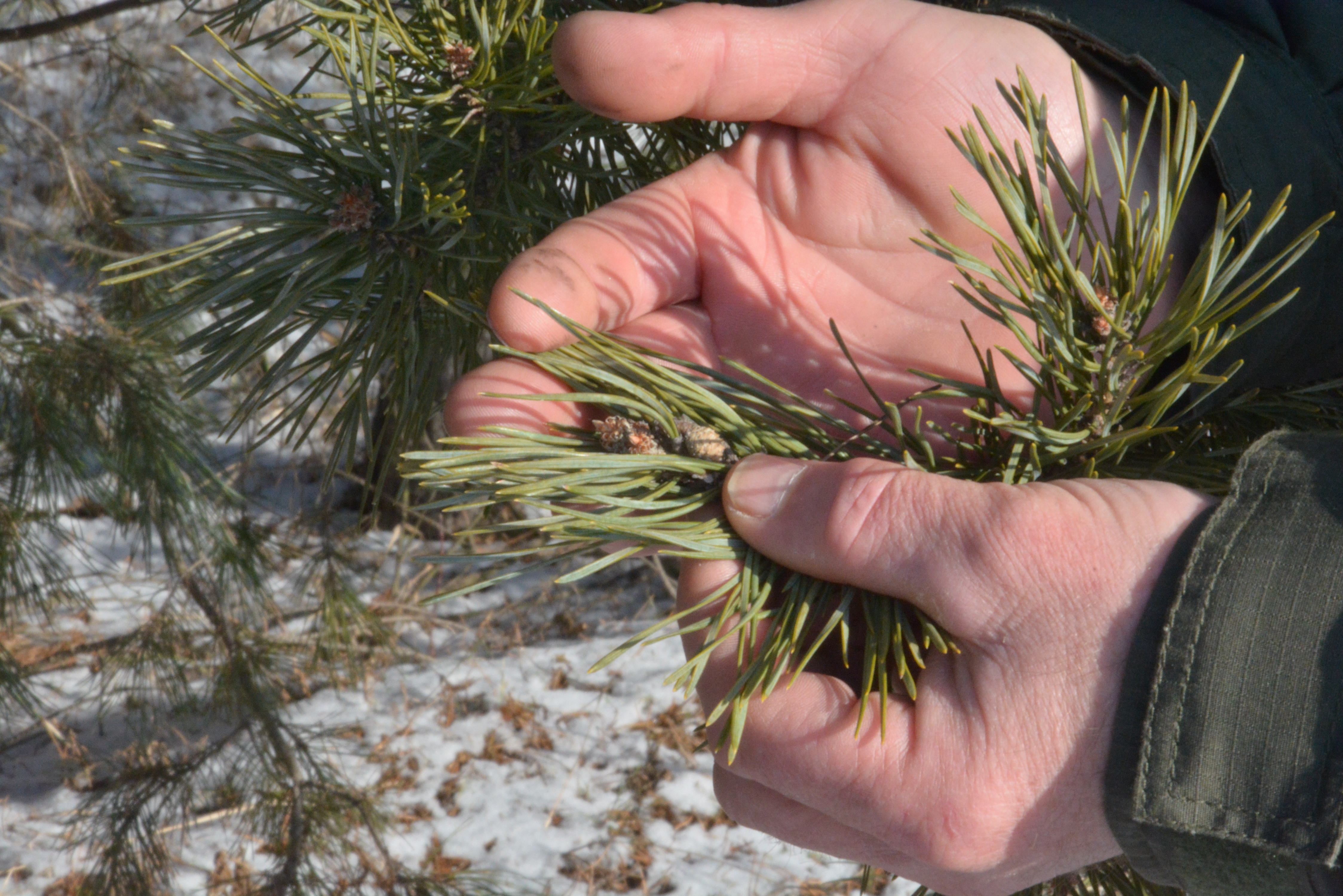 На Кіровоградщині заготовляють насіння ялинок