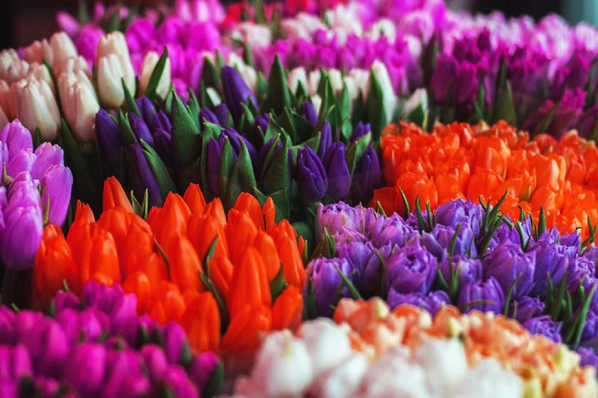 Кропивницька міськрада хоче накупити квітів за майже 300 тисяч гривень