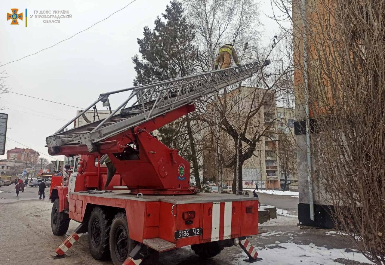 З верхiвки берези знiмали котика у Кропивницькому (ФОТО)