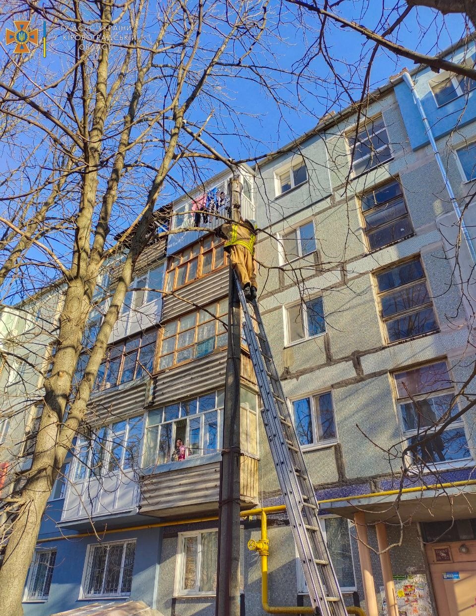 У Кропивницькому пухнастика зняли з верхiвки дерева