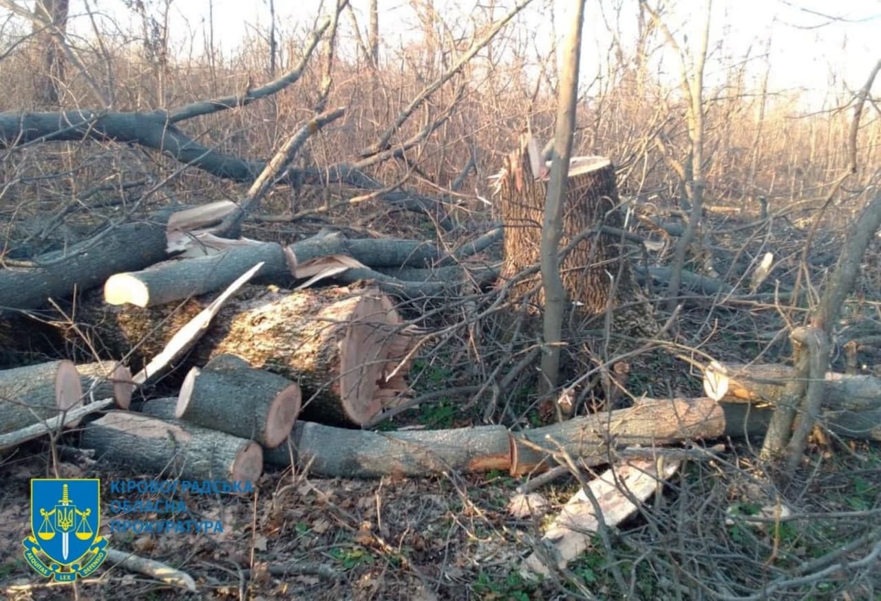 Житель Кіровоградщини нарубав дерев на 130 тисяч гривень