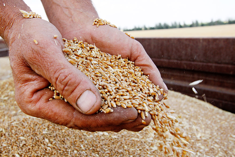 Керівник агропідприємства з Кіровоградщини продав чужого зерна на 17 мільйонів гривень