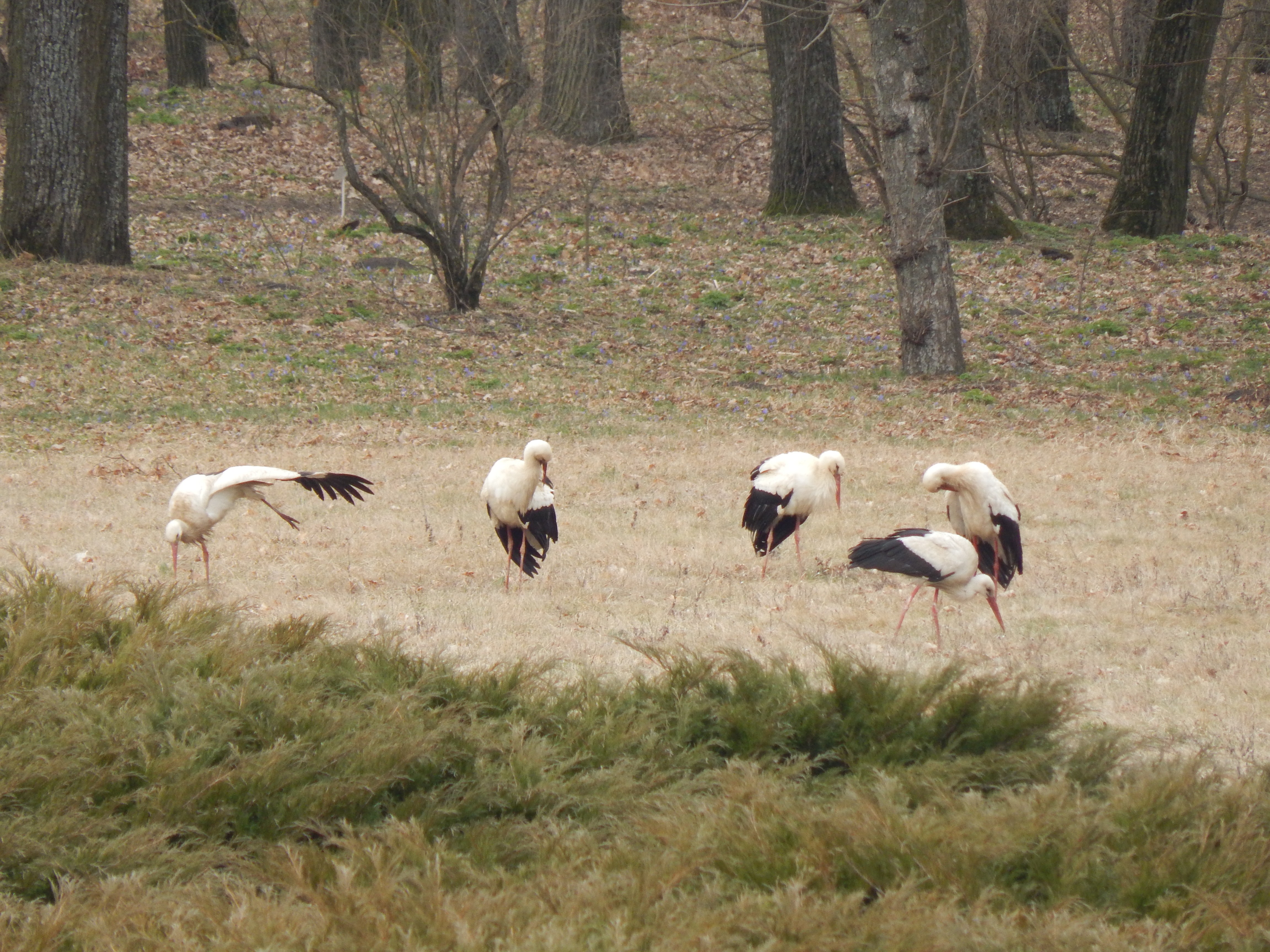 Лелеки повернулися на Кiровоградщину (ФОТО)