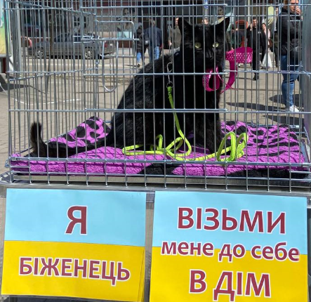 Киця – переселенка Весна шукає родину у Кропивницькому (ФОТО)