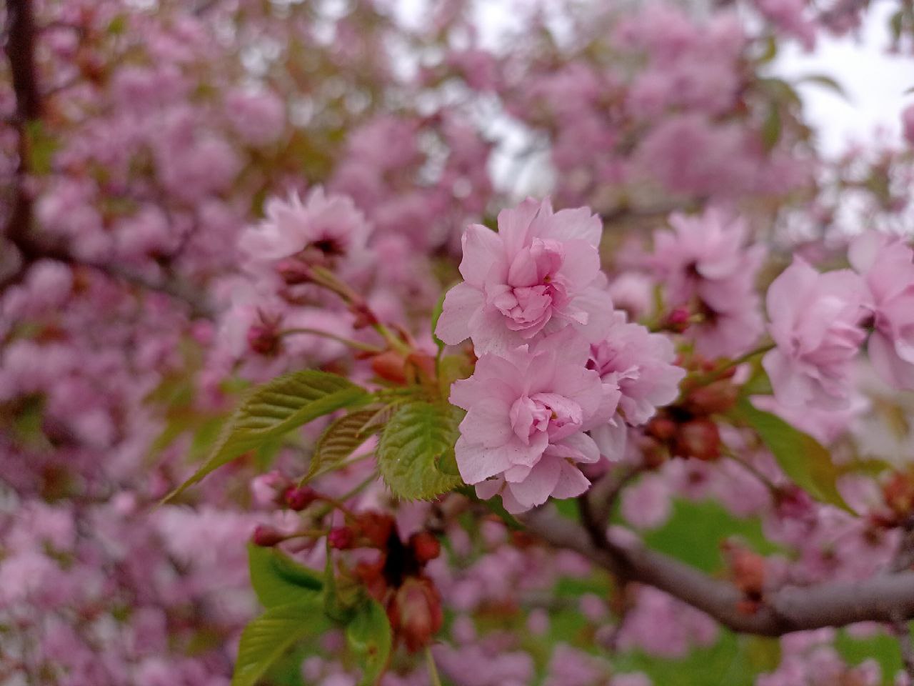 У Кропивницькому квітнуть сакури (ФОТО)