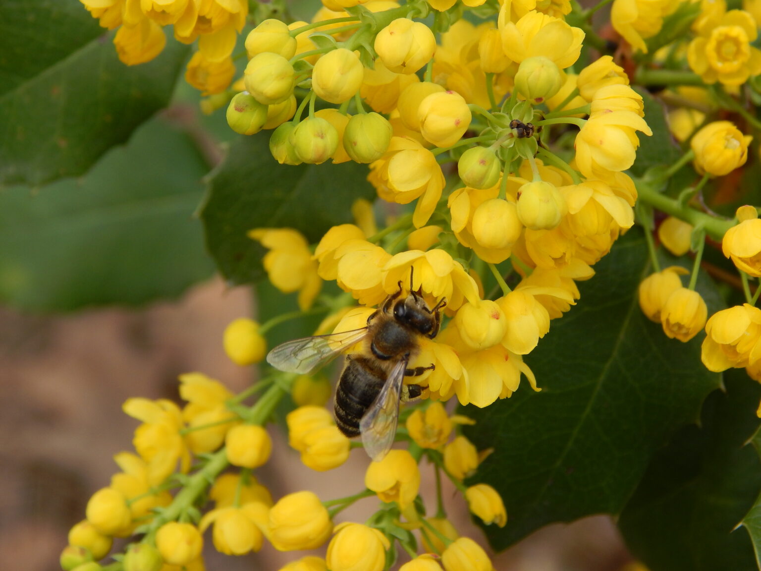 Рослини Кiровоградщини на територiї дендропарку «Веселi Боковеньки»
