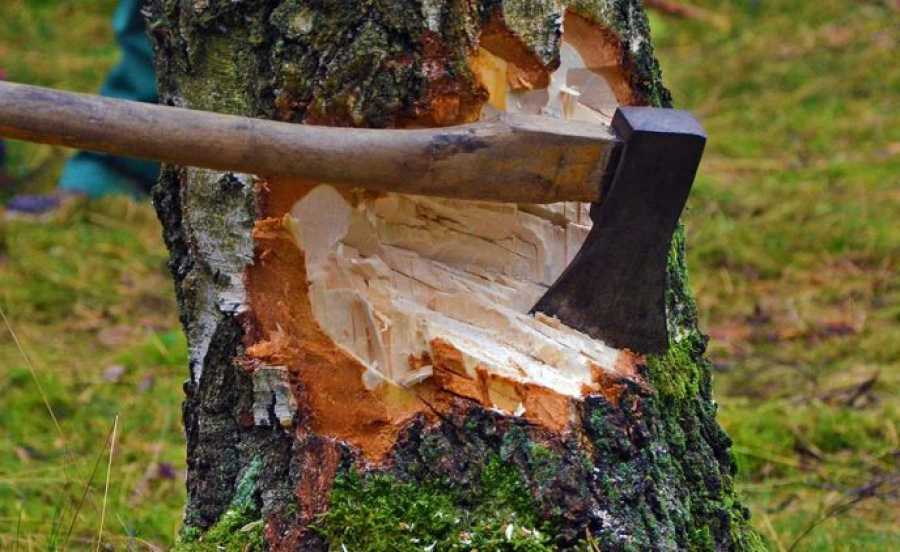 Кропивничанина судитимуть за незаконну порубку дерев