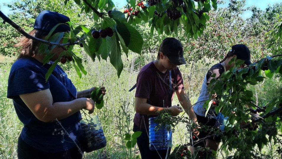 Жителі Соколівської громади збирають черешню для військових