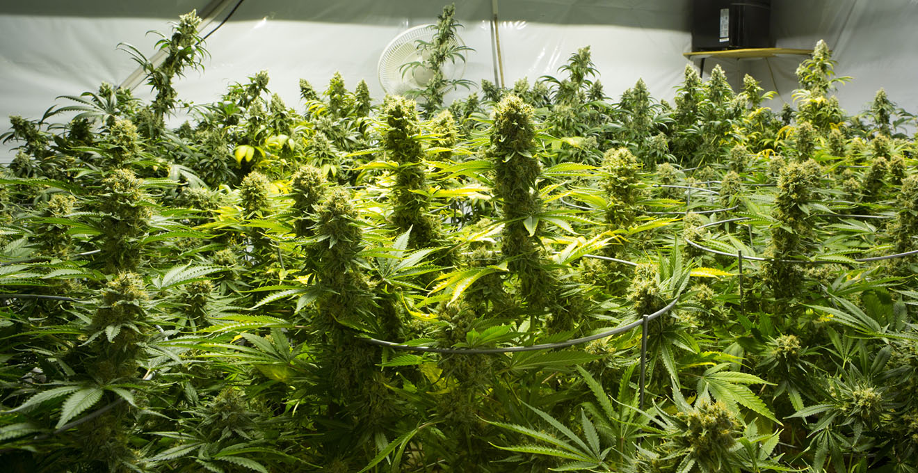 Житель Кіровоградщини виростив на власному дворі більше 60 кілограмів марихуани