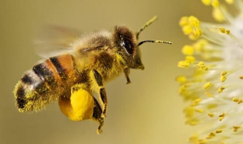 Жителів Кіровоградщини запрошують на безкоштовні курси бджільництва
