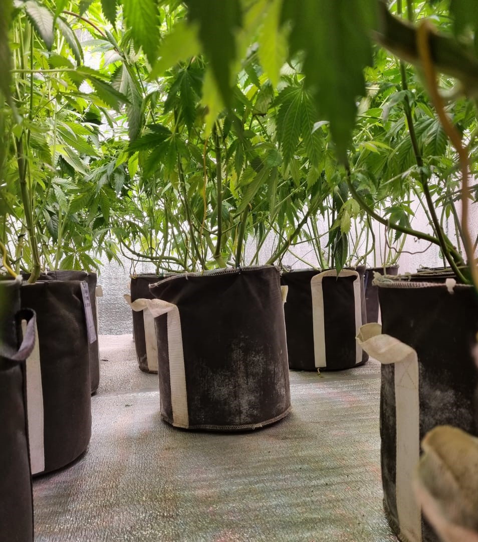 Жителi Кропивницького вирощували та продавали наркотики