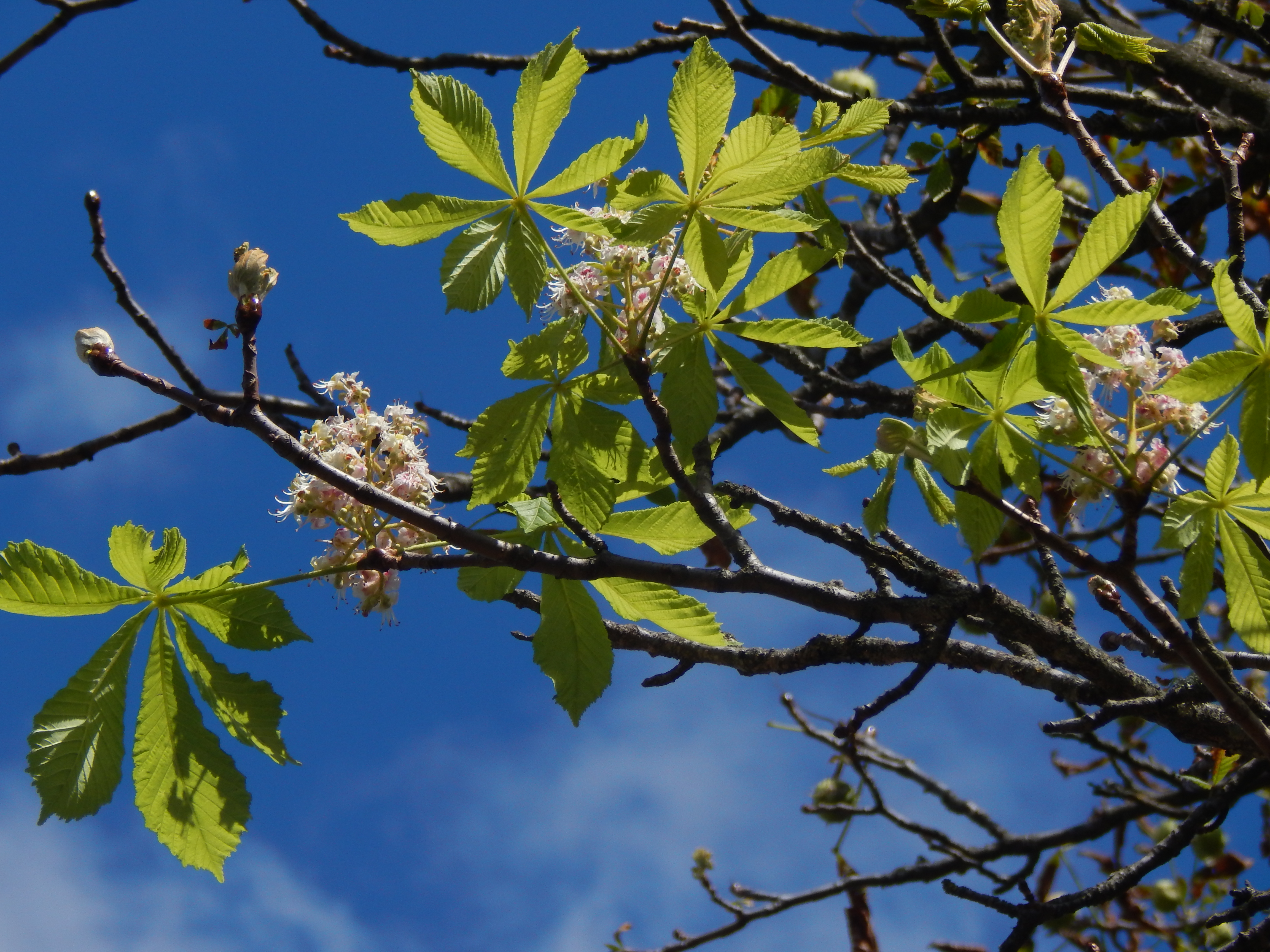 У Дендропарку на Кіровоградщині зацвіли каштани (ФОТО)