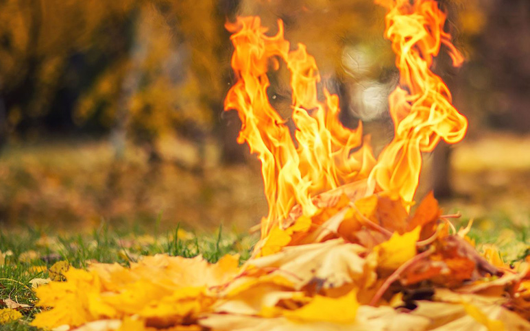 Жителів Кропивницького закликають не спалювати листя