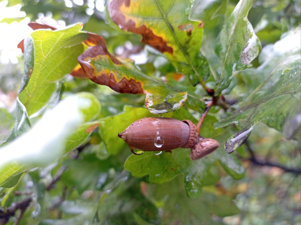 Вересневий Кропивницький у краплях дощу (ФОТО)