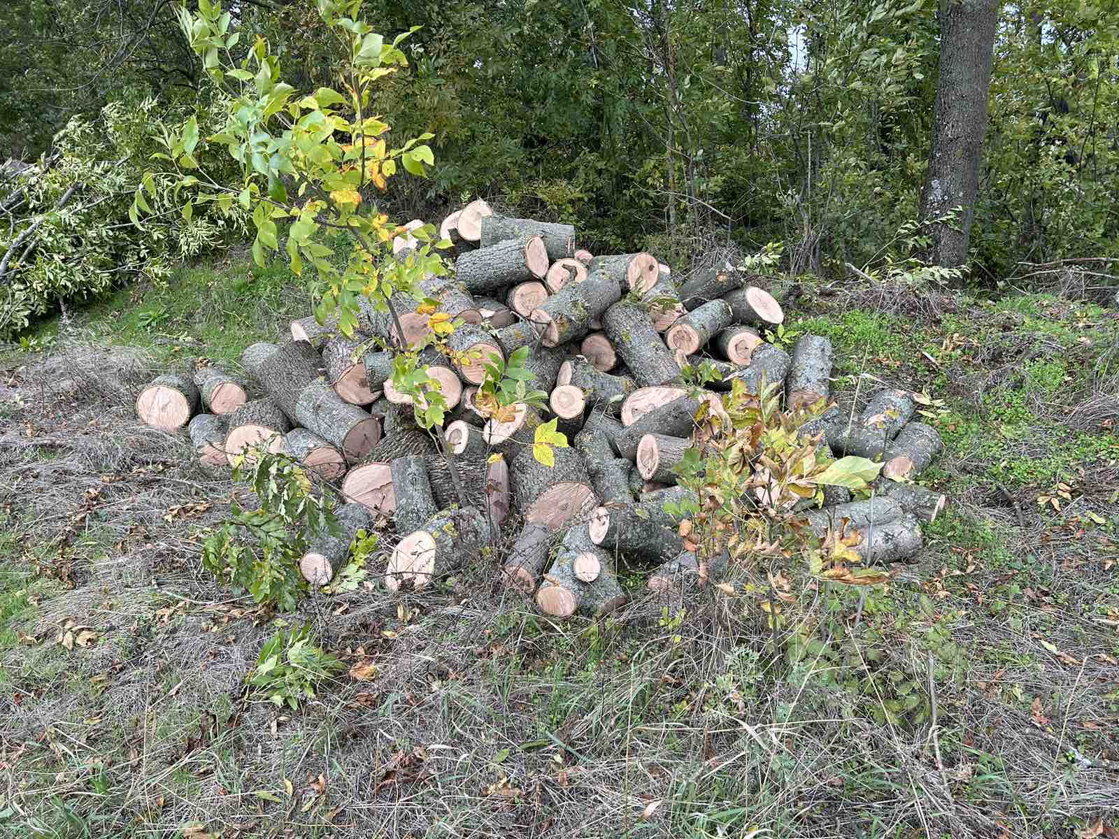 Від “чорних лісорубів” постраждали дерева на Кіровоградщині