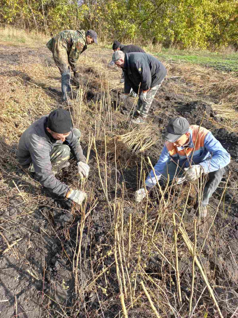На Кiровоградщинi висаджують новий лiс