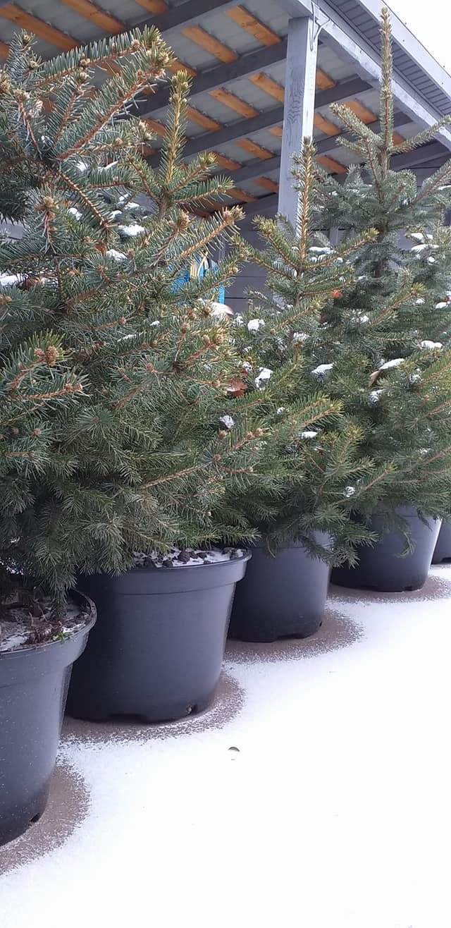 Новорiчнi ялинки посилено охороняють на Кiровоградщинi