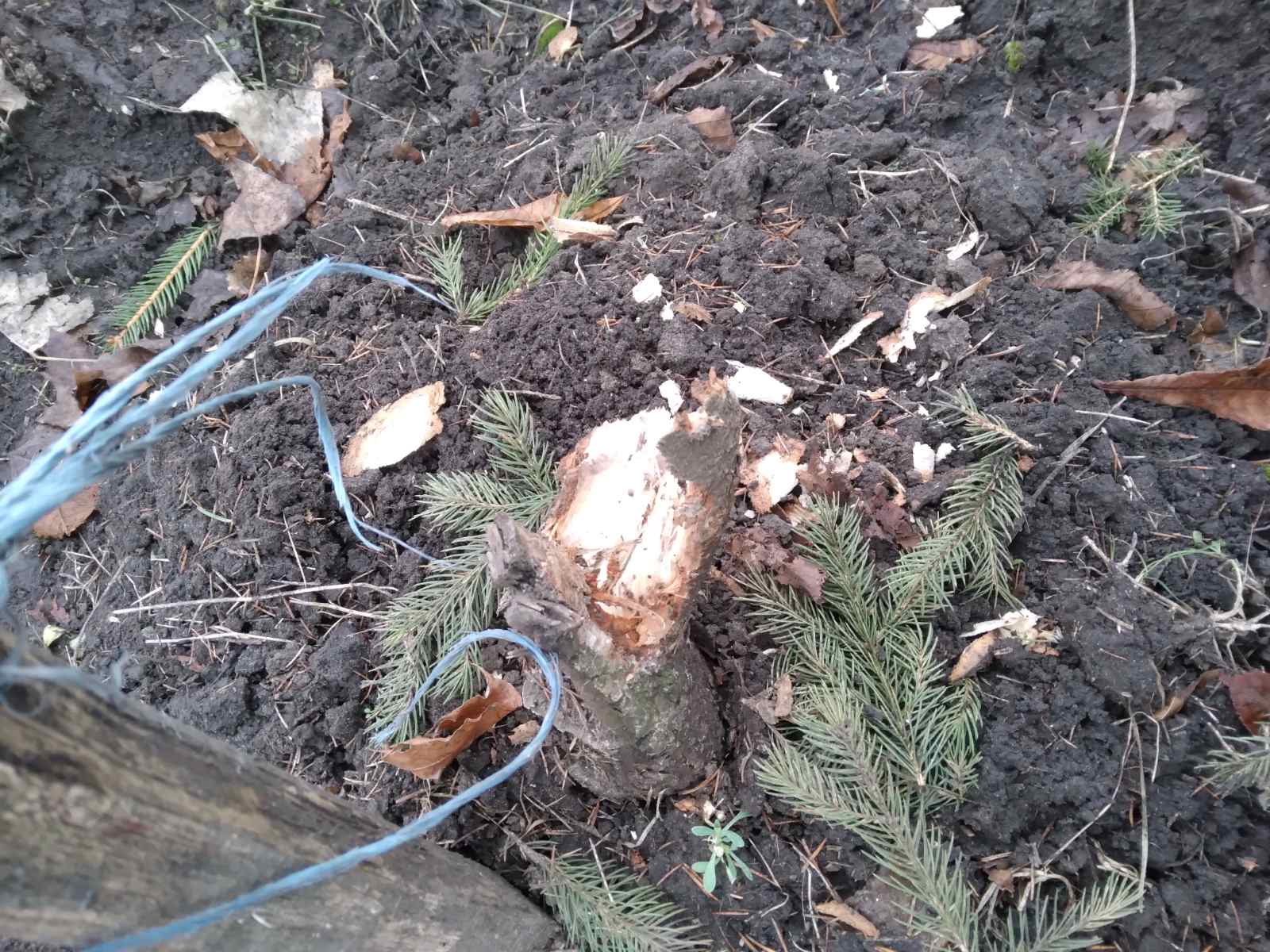 На площi Кiровоградщини зламали та вкрали ялинку