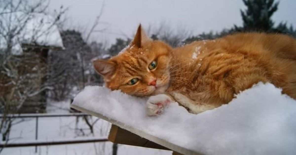 Зима на Кiровоградщинi: снiг, мороз, ожеледиця