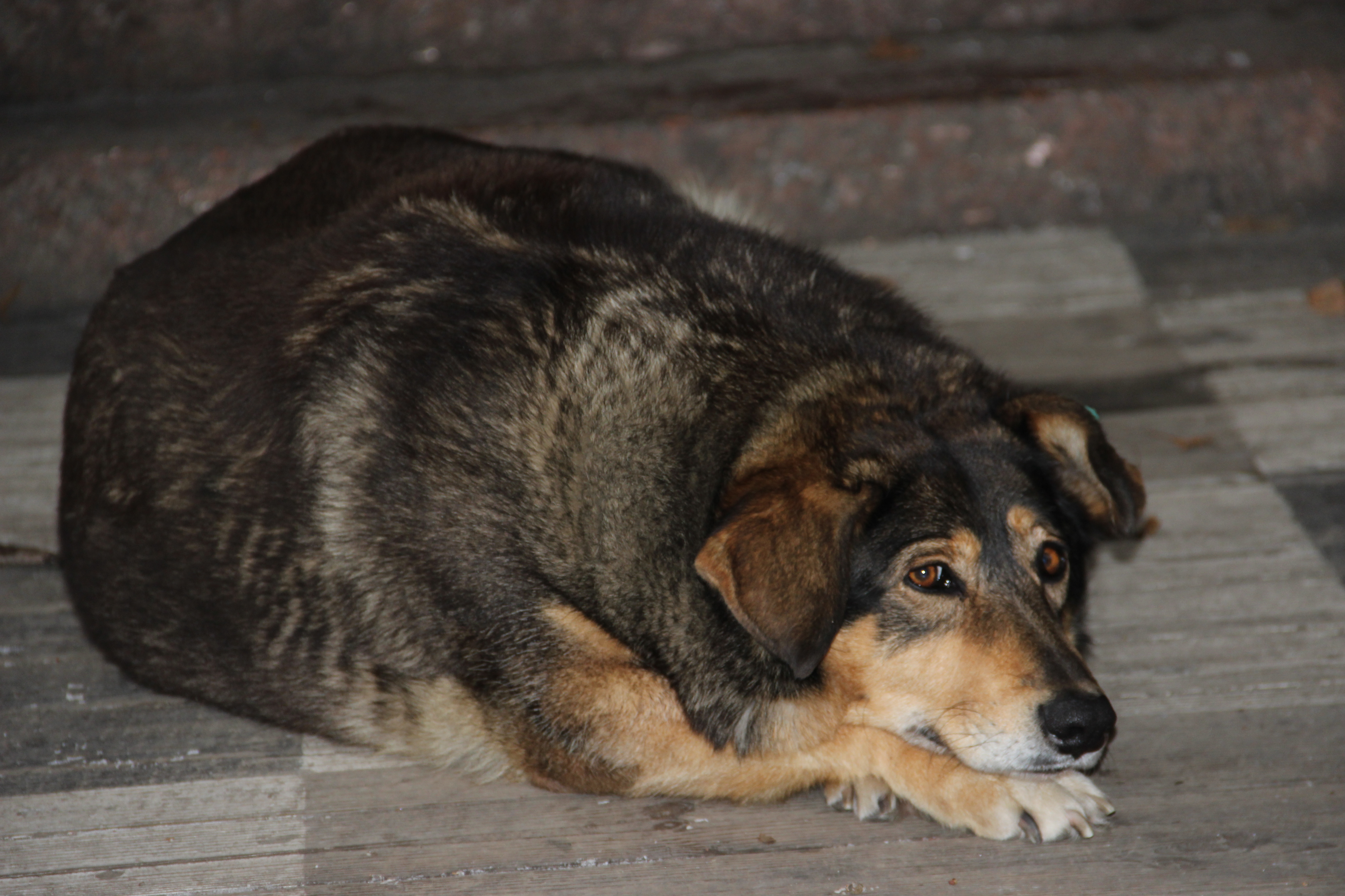 Зимовий Кропивницький в об’єктиві (ФОТО)