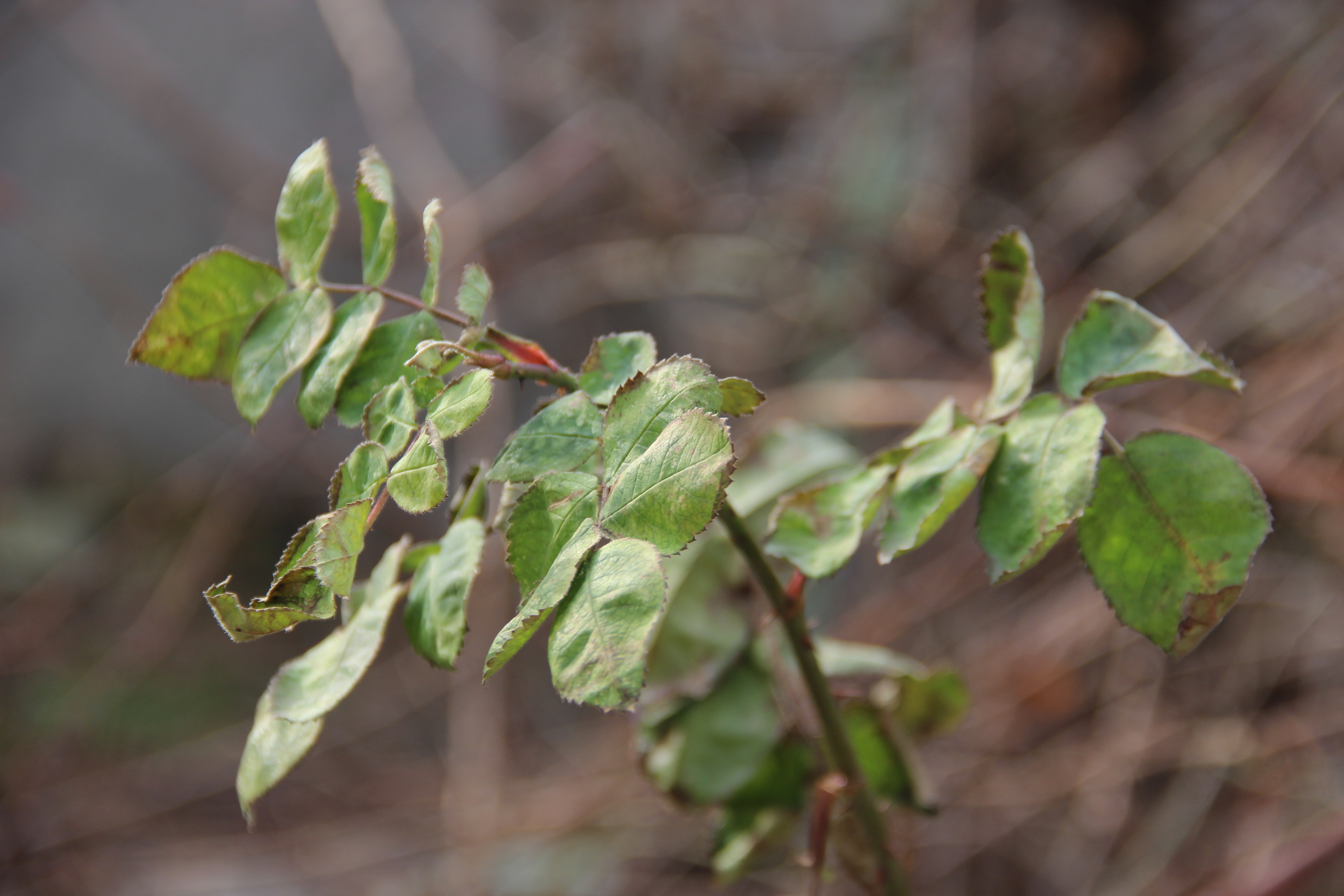 На Кіровоградщині прогнозують потепління