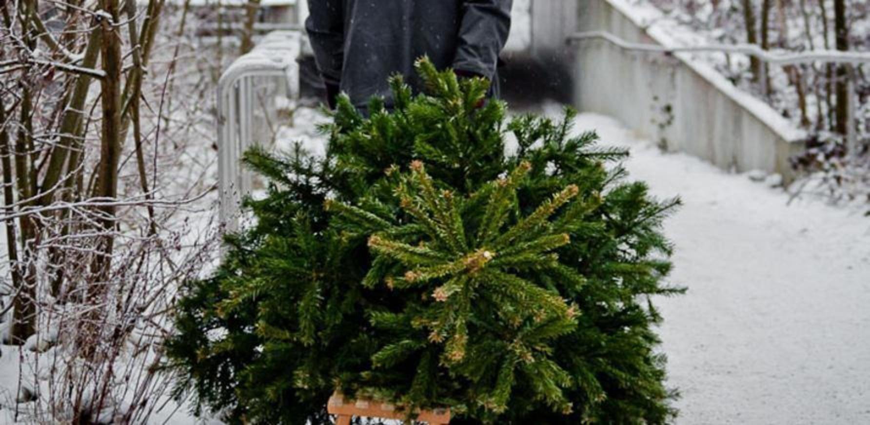 У Кропивницькому розповіли, куди потрiбно викидати ялинки пiсля свят