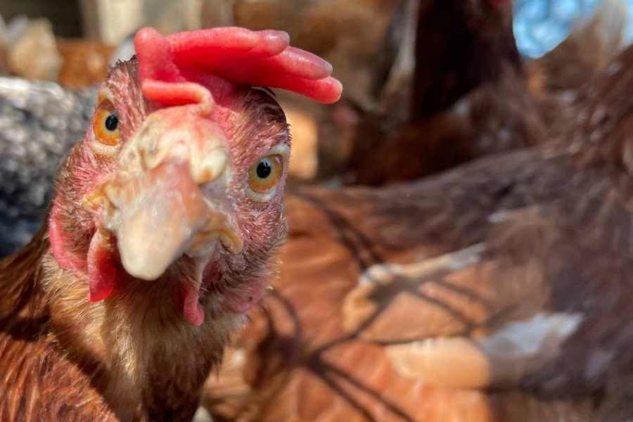 Понад 50 тисяч голiв домашньої птицi вакцинували в Кропивницькому районi