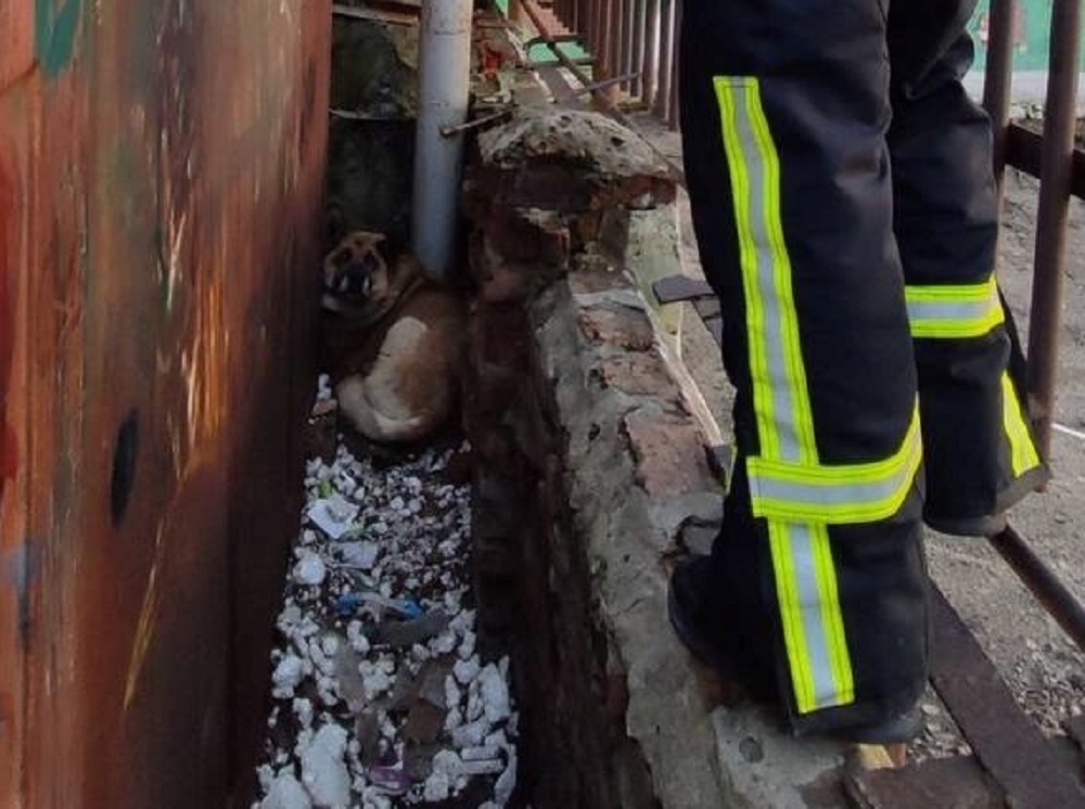 На Кіровоградщині рятували собаку, який потрапив у халепу