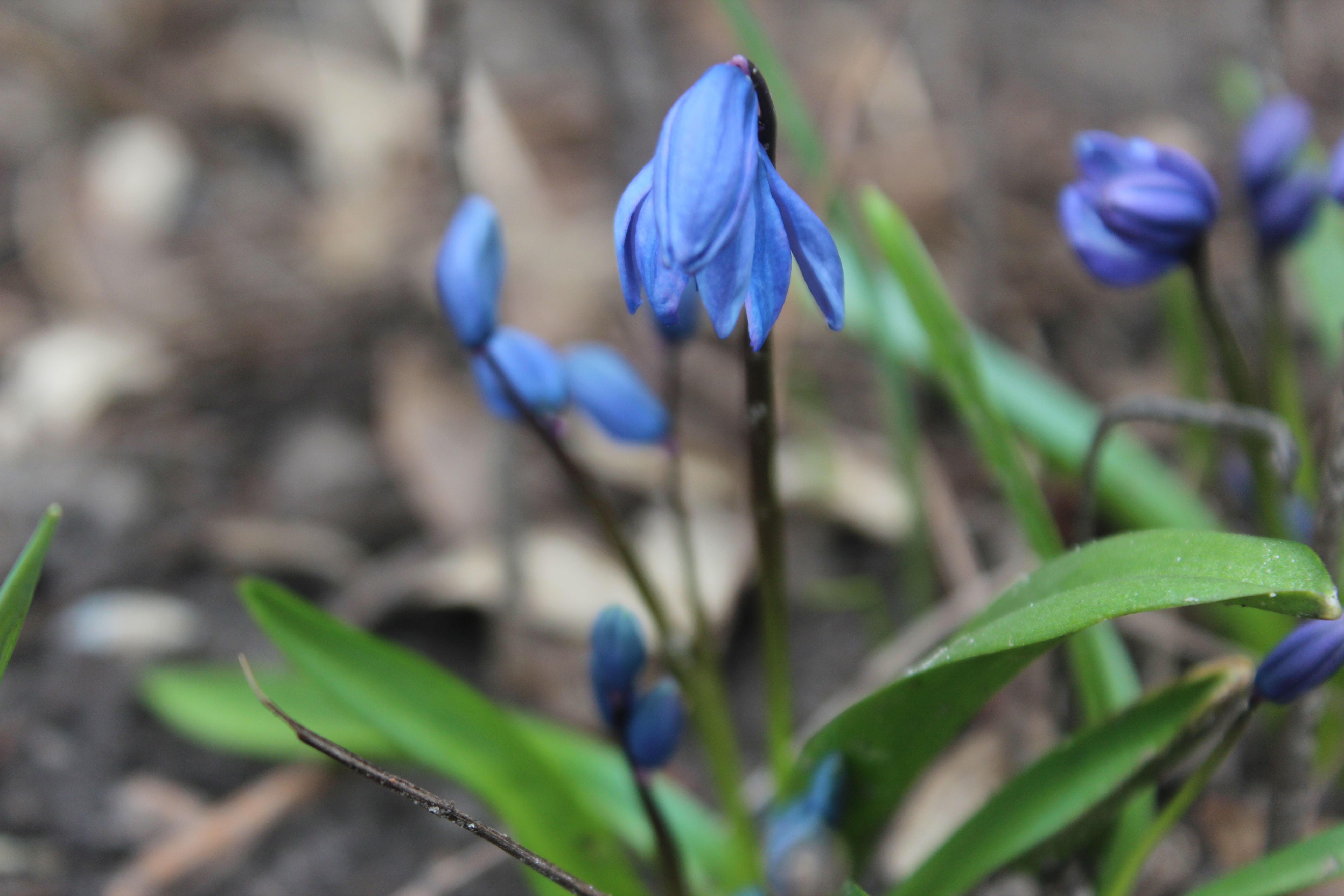 Перші подихи весни в Кропивницькому (ФОТО)